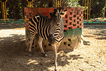 A peaceful zebra resting under trees at Chattogram Zoo