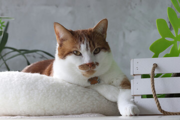 A ginger and white cat in a bed, stretching a paw forward. Thoughtful expression
