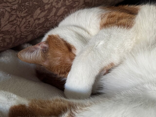 The cat is sleeping on its side, covering its head with a paw. The cat is ginger with white. Close-up.