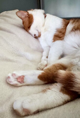 A ginger and white cat sleeping on its side with paws stretched out.