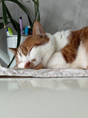 A sleeping ginger and white cat.