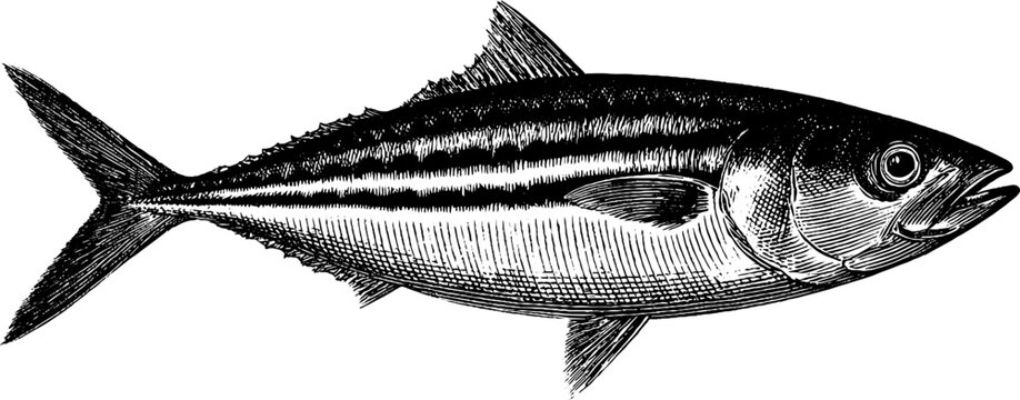 Vintage engraved mackerel fish design for nautical themes and print