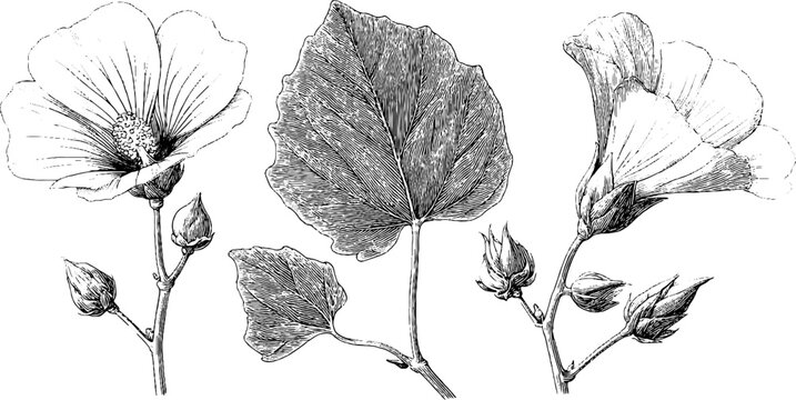 Engraved botanical art with mallow flowers and leaves for print design