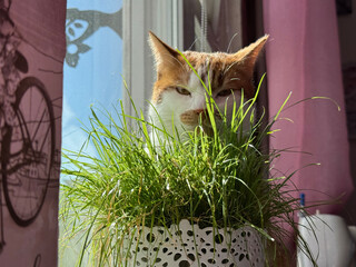 A ginger and white cat peeking out from behind a pot of grass.