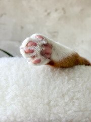 A ginger and white cat paw sticking out of a bed. Visible pink paw pads.