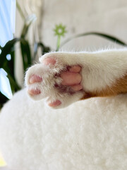 A ginger and white cat paw sticking out of a bed. Visible pink paw pads. Close-up.