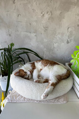 A ginger and white cat resting in a bed.