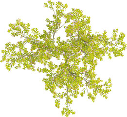 Top view of Crabapple Tree - Malus Halliana