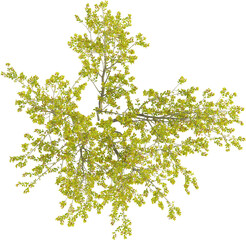 Top view of Crabapple Tree - Malus Halliana