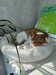 A ginger and white cat sleeping in a bed.