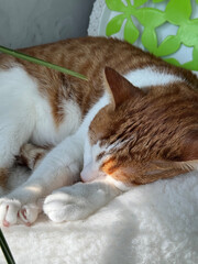 Cat sleeping curled up. Red and white cat. Close-up.