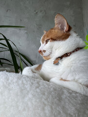 A ginger and white cat sitting in a bed with a thoughtful expression.