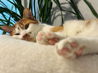 A ginger and white cat lying on its side resting in a pet bed.