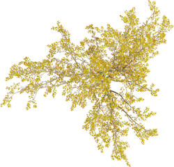 Top view of wild Apple Tree - Malus Micromalus
