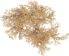 Top view of Plum Tree - Prunus Cerasifera