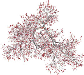 Top view of Plum Tree - Prunus Cerasifera