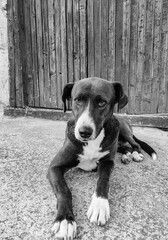 Portrait of Guardian Dog in Front of Old Wooden Door Frame – Mixed Breed Sentinel. Monochrome...