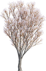 Side view of Plum Tree - Prunus Cerasifera