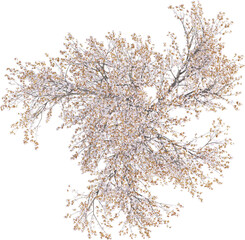 Top view of Plum Tree - Prunus Cerasifera