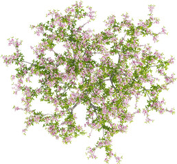 Top view of Peach Tree - Prunus Persica