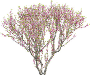 Side view of Peach Tree - Prunus Persica