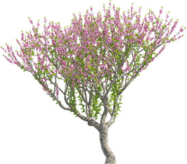 Side view of Peach Tree - Prunus Persica