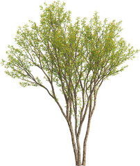Obraz premium Side view of Pomegranate Tree - Punica Granatum