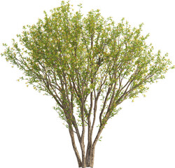 Side view of Pomegranate Tree - Punica Granatum