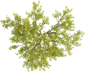Top view of Pomegranate Tree - Punica Granatum
