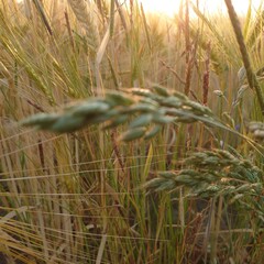 grass in the wind