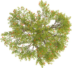 Top view of Pomegranate Tree - Punica Granatum