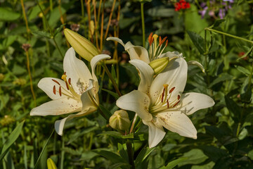 Lily (lat. Lilium) blooms in the garden. Lily - the genus of plants of the family of Lily...