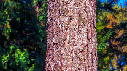 Close-up view to the texture evergreen conifer species bark Pseudotsuga menziesii, commonly known as Douglas-fir.