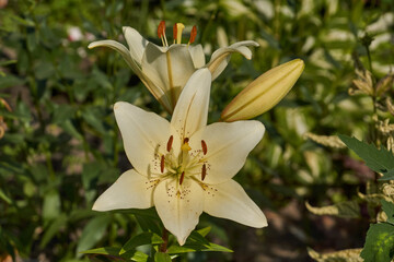 Lily (lat. Lilium) blooms in the garden. Lily - the genus of plants of the family of Lily...