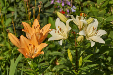 Lily (lat. Lilium) blooms in the garden. Lily - the genus of plants of the family of Lily...