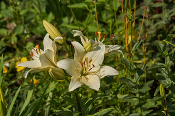 Lily (lat. Lilium) blooms in the garden. Lily - the genus of plants of the family of Lily (Liliaceae).