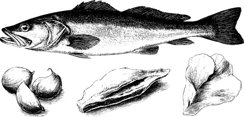 Engraved illustration set featuring salted cod with garlic and skins