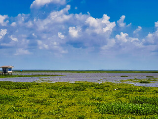 The Thale Noi (Thalay Noi) swamp, a protected wetland and important bird sanctuary in Phatthalung Province in Southern Thailand
