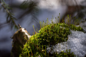 A micro-shade of moss on a stump in the rays of the spring sun