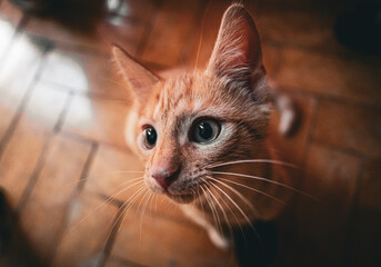 Close-up of an adorable orange tabby kitten. The kitten’s big eyes and fluffy fur make it a perfect image for pet-related themes and playful moments.