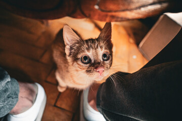 Close-up of an adorable orange tabby kitten. The kitten’s big eyes and fluffy fur make it a perfect image for pet-related themes and playful moments.