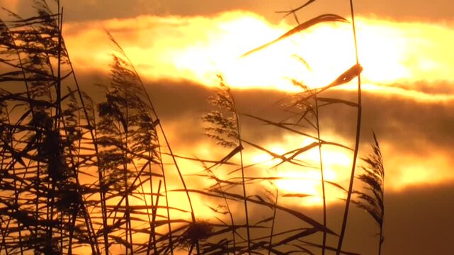 Common Reeds (Phragmites australis) Swaying in the Breeze Against a Sunrise or Sunset Sky