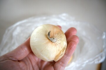 One whole onion with white background and hand close up.