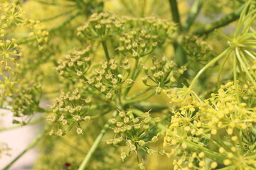 Giant Fennel (Ferula communis) in Segesta, Sicily, Italy