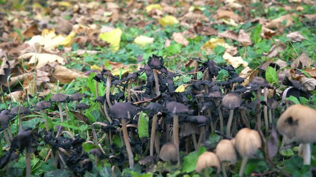 Slow pan and pull-back from a large family of wild ink cap mushrooms. A detailed close-up of a forest floor during autumn, with lush green ivy and fallen leaves.

