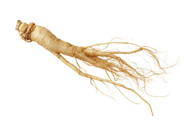 Fresh Ginseng Root Isolated on White Transparent Background