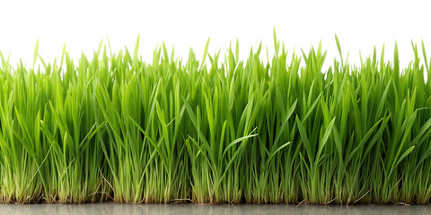 Fresh green wheatgrass sprouts close up on transparent background