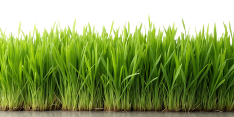 Fresh green wheatgrass sprouts close up on transparent background