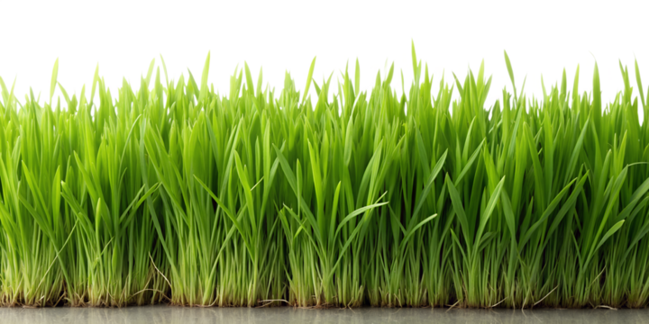 Fresh green wheatgrass sprouts close up on transparent background