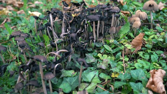 Slow pan and pull back reveal of a large family of wild ink cap mushrooms in various stages of growth and decay, surrounded by lush green ivy and fallen autumn leaves on a forest floor.
